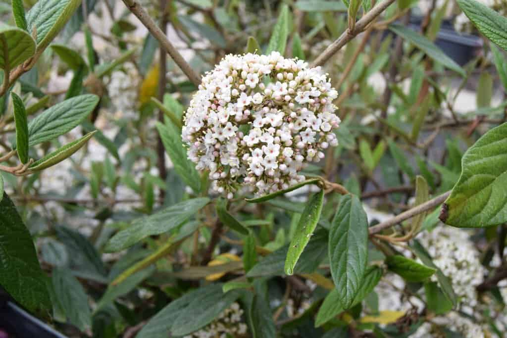 Viburnum 'Pragense' 150-175 cm